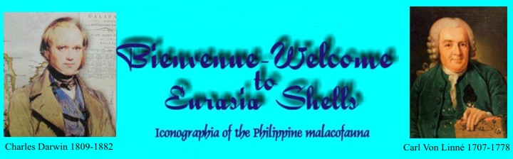 Welcome to eurasiashells .NET - the most comprehensive reference on Philippine malacofauna on the world wide web.  This site was established and maintained by Emmanuel Guillot de Suduiraut of Mactan, CEBU Philippines.